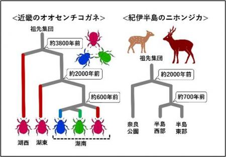 神戸女学院大学の高木俊人専任講師らによる研究utf-8