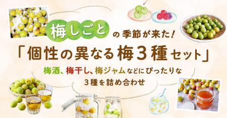 ポケットマルシェが梅しごとを楽しむ「個性の異なる梅