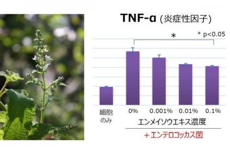 エンメイソウエキスが皮膚常在菌エンテロコッカスによ