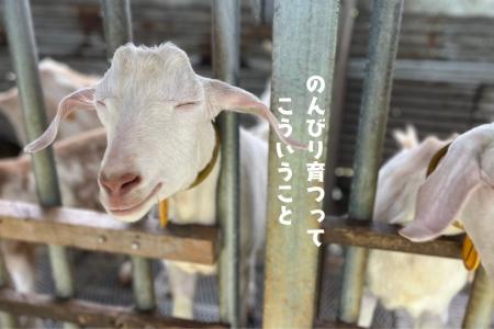 山羊も親鳥も“うまい”で再発見！那覇の居酒屋「酒処よ