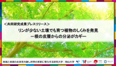 リンが少ない土壌でも育つ植物のしくみを発見-根の皮