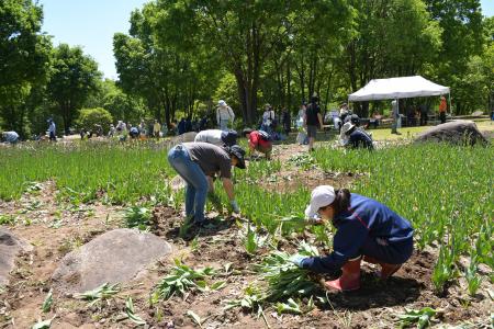 おうちで花を咲かせましょう「チューリップ球根掘り取