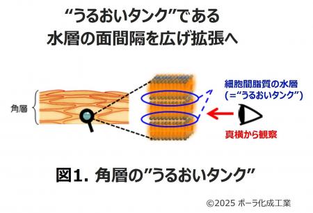 肌の