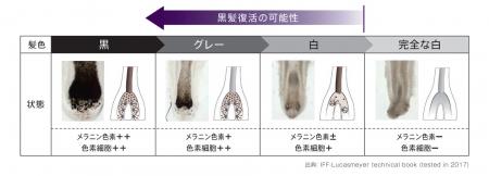 美白研究で培ったメラニン制御技術をヘアケアに応用「