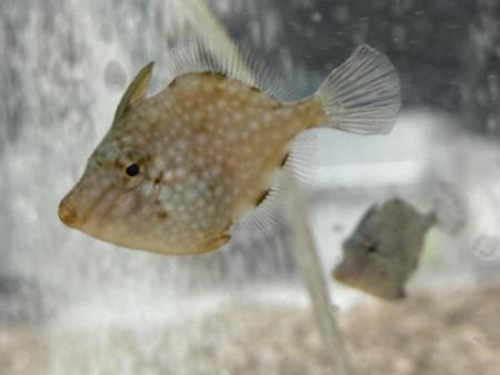 【nature scientific reportsに掲載】アミメハギutf-8