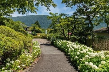箱根強羅公園に１１１鉢のあじさいフォトスポットが登