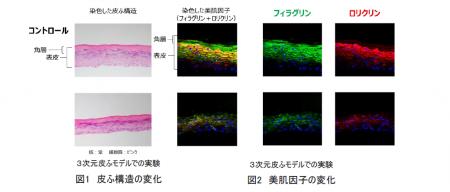 イプサ、メタボリズムの本質を追究し、細胞エネルギー