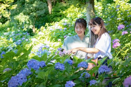 【鎌倉プリンスホテル】梅雨シーズン到来！紫陽花と古