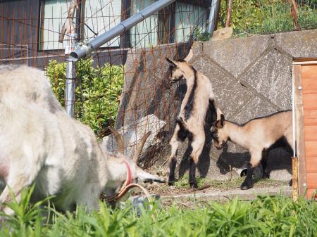 湯河原の地に新たな命。湯河原・スピルバーグ・ヤギポ