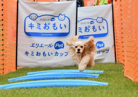 2日間で143組のワンちゃんとペットオーナーさんが参加
