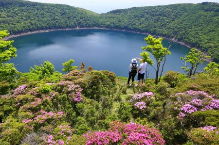 【霧島市】霧島山の「ミヤマキリシマ」が見頃を迎えま