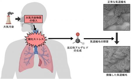 PM2.5が引き起こす呼吸器障害メカニズムを解明