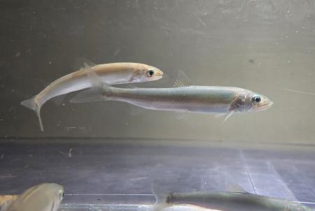県内河川でアユ釣りが解禁され、シーズン到来！静岡市