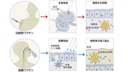 鼻から投与する「経鼻ワクチン」、感染予防の新たな切
