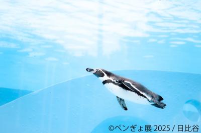 “夏の癒し空間”が今年もやってきた♪ペンギン×金魚コラ
