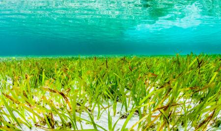 【新研究発表】気候変動対策の鍵は「海草藻場」-炭素