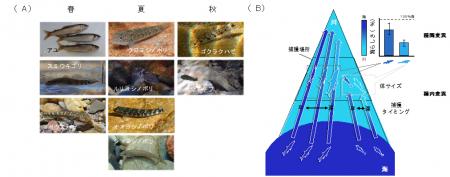 【摂南大学】海と川を行き来する魚は「海らしさ」を失