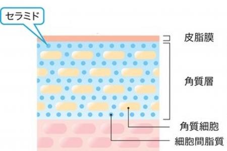 石油系界面活性剤不使用のセラミド配合化粧水開発に成