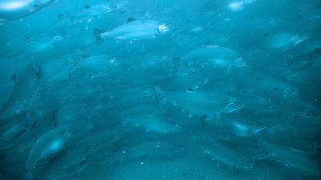 Smoltの高温耐性サーモン種苗（サクラマス）、2024年