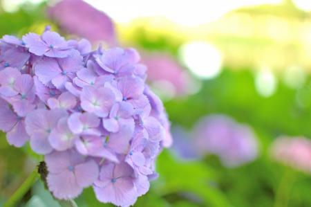 埼玉最大級のスパリゾート「美楽温泉 SPA-HERBS」では