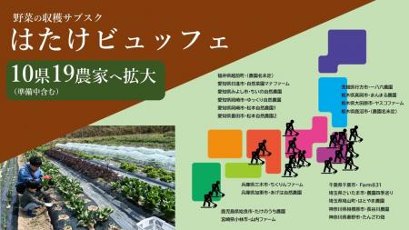 野菜採り放題サービスで消費者も生産者も得する！「収