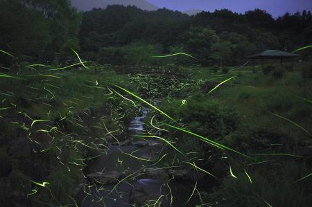 幻想的な光と地元グルメを満喫する夏のひととき　休暇