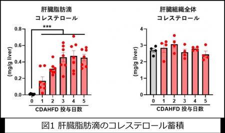肝脂肪滴中のコレステロールが脂肪肝の進行を引き起こ