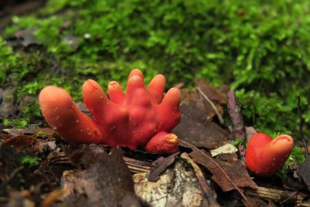 【奥入瀬渓流ホテル】驚きに満ちた毒きのこの世界に迫
