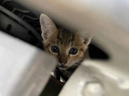 ニャンともびっくり！猫がロードサービス出動の理由？