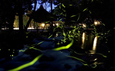 「京都の四季を味わう神山湧水珈琲会」-初夏の蛍と夜