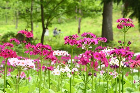 【飛騨高山・岐阜県高山市】約15万本のクリンソウが見