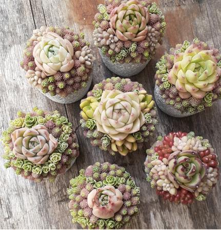 多肉植物寄せ植えスクール succulent arrangemenutf-8