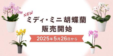【新商品】ミディ・ミニ胡蝶蘭販売開始！｜胡蝶蘭専門