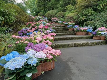 箱根強羅公園に１１１鉢のあじさいフォトスポットが登