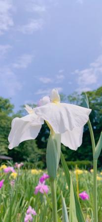 絶景！300種20万本の花菖蒲が咲き誇る、湖畔の花の祭