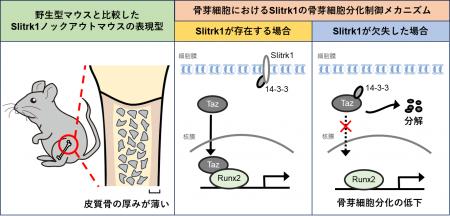 神経軸索形成因子が骨の厚みを制御するメカニズムを解