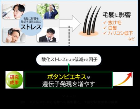 毛髪への悪影響を軽減させる可能性～ボタンピエutf-8