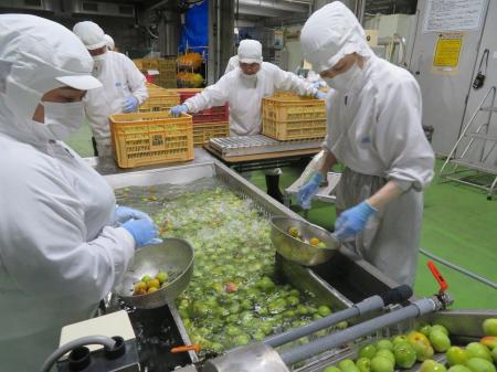 初夏の風物詩　酒蔵の「本格梅酒の仕込み」開始