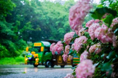 【東京・多摩】初夏の花巡りイベント開催！　青梅でし