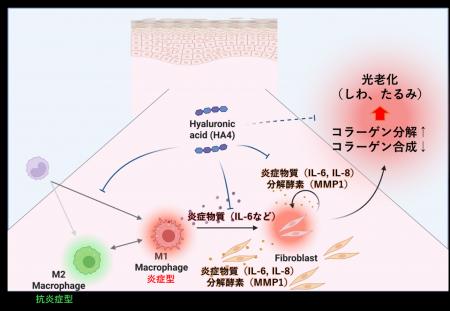ヒアルロン酸による光老化抑制効果を発見
