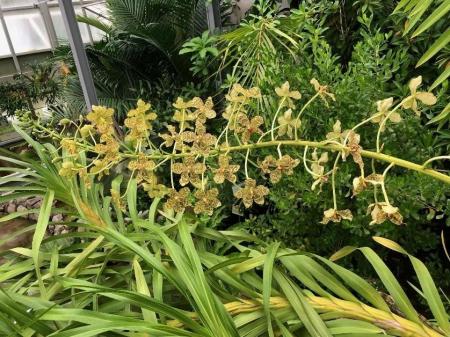 【国立科学博物館 筑波実験植物園】世界最大級のラン