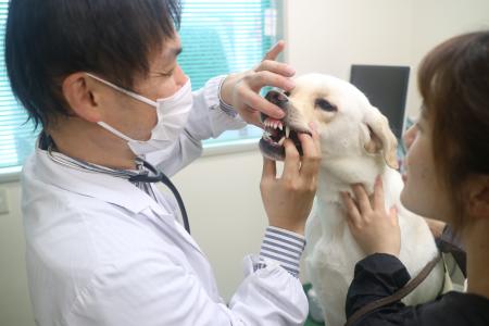 「アイメイト（盲導犬）の歯科検診」の様子を公開