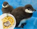 【すみだ水族館】ペンギンたちの換羽のようすがutf-8 【すみだ水族館】ペンギンたちの換羽のようすがutf-8
