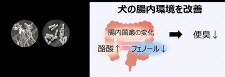 ビフィズス菌G9-1と乳酸菌KS-13が犬の腸内環境をutf-8 ビフィズス菌G9-1と乳酸菌KS-13が犬の腸内環境をutf-8