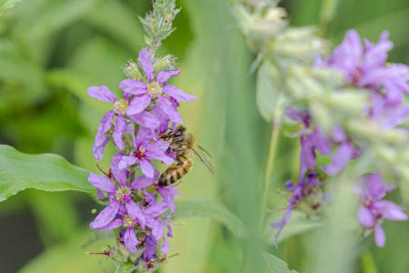 【京都水族館】新プロジェクト「京都水族館養蜂utf-8 【京都水族館】新プロジェクト「京都水族館養蜂utf-8