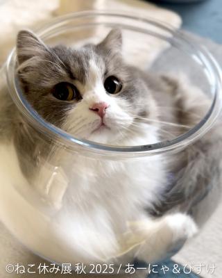 「ねこ休み展」in 名古屋が“Wアニバーサリーイヤー”秋 「ねこ休み展」in 名古屋が“Wアニバーサリーイヤー”秋