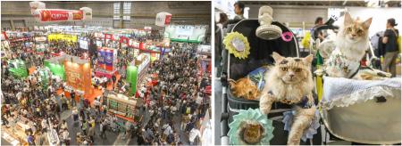 猫専門ゾーン「インターキャッツ」を新設 猫専門ゾーン「インターキャッツ」を新設