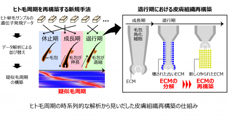 ヒト毛周期に伴う皮膚組織再構築の仕組み ヒト毛周期に伴う皮膚組織再構築の仕組み