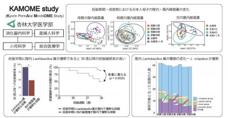 妊娠早期の腟内に乳酸菌が多く存在することが良好な妊 妊娠早期の腟内に乳酸菌が多く存在することが良好な妊