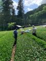 【限定抹茶バターサンド】2日で3000個売れた大人気お 【限定抹茶バターサンド】2日で3000個売れた大人気お